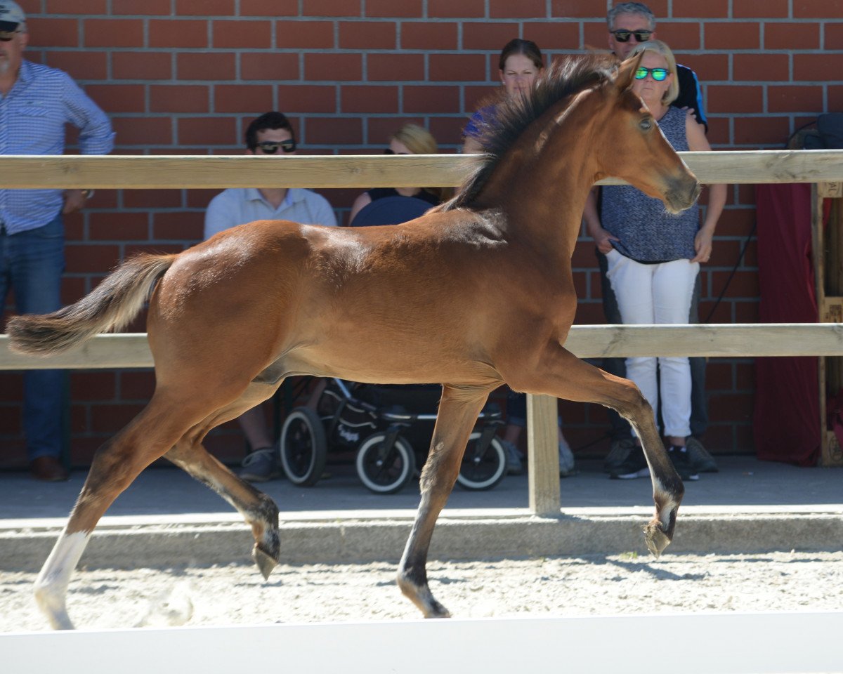 dressage horse Dios Mios (Westphalian, 2019, from Diamond Deluxe)