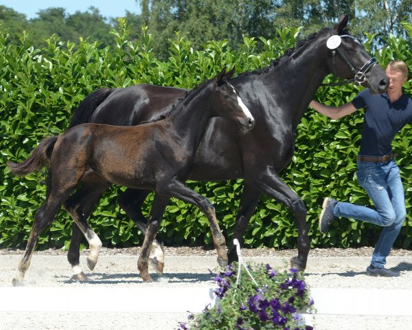Pferd Stute von Rock Deluxe (Westfale, 2019, von Rock Deluxe NRW)