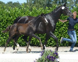 horse Stute von Rock Deluxe (Westphalian, 2019, from Rock Deluxe NRW)