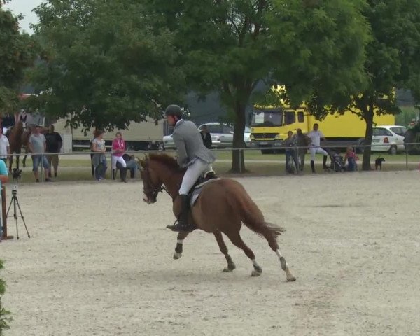 Reitturnier Rot am See-Musdorf 2016