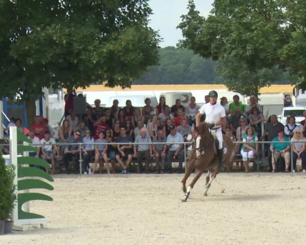 Reitturnier Rot am See-Musdorf 2016