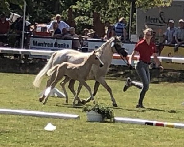 horse Duplo White (German Riding Pony, 2019, from Dating AT NRW)