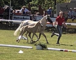 Pferd Duplo White (Deutsches Reitpony, 2019, von Dating AT NRW)