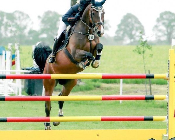 jumper Sir Salito (Hanoverian, 2006, from Salito)