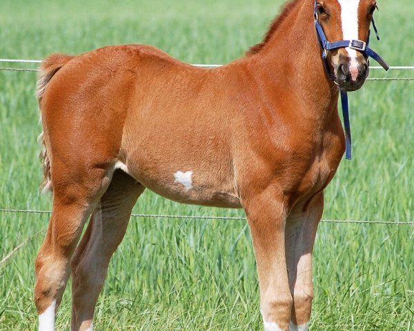 Pferd Pellesta (Deutsches Sportpferd, 2018, von Cellestial)