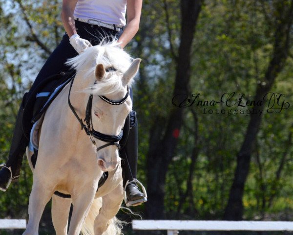 Zuchtstute Heitholms Curly Sue (Deutsches Reitpony, 2015, von Cocktailzauber)