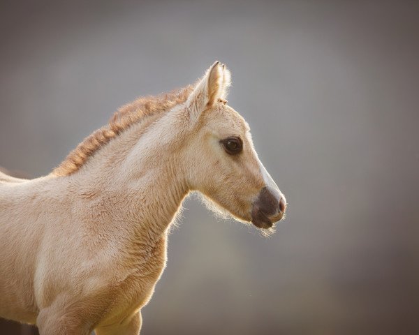 horse Diamond of Dreams (German Riding Pony, 2019, from Diamond Touch NRW)