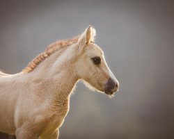 Pferd Diamond of Dreams (Deutsches Reitpony, 2019, von Diamond Touch NRW)