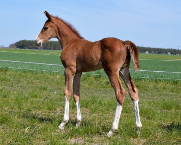 Pferd Cargomaxx (Deutsches Sportpferd, 2019, von Chacfly PS)