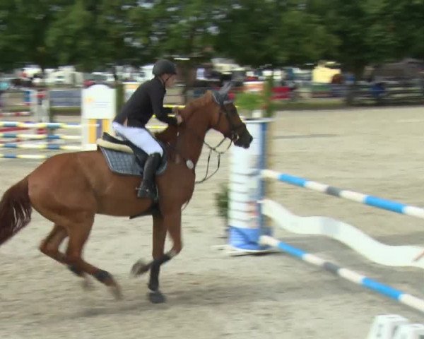 Reitturnier Rot am See-Musdorf 2016
