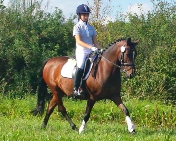 dressage horse Halenkino-Girl (German Riding Pony, 2001, from Halenkino)