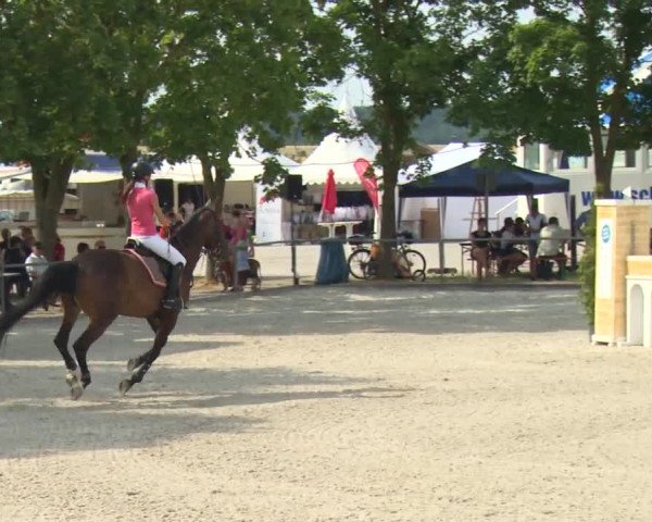 Reitturnier Rot am See-Musdorf 2016