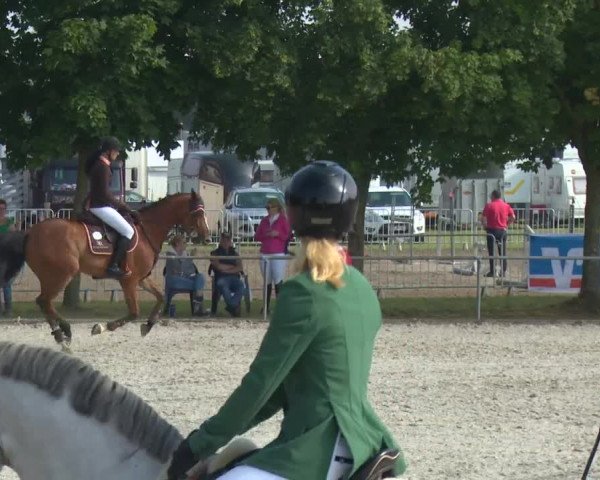 Reitturnier Rot am See-Musdorf 2016