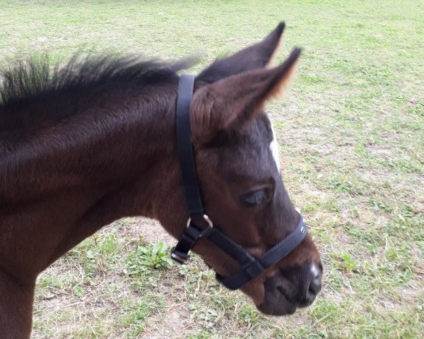 broodmare Destiney (Westphalian, 2019, from Blue Hors Dreamline)