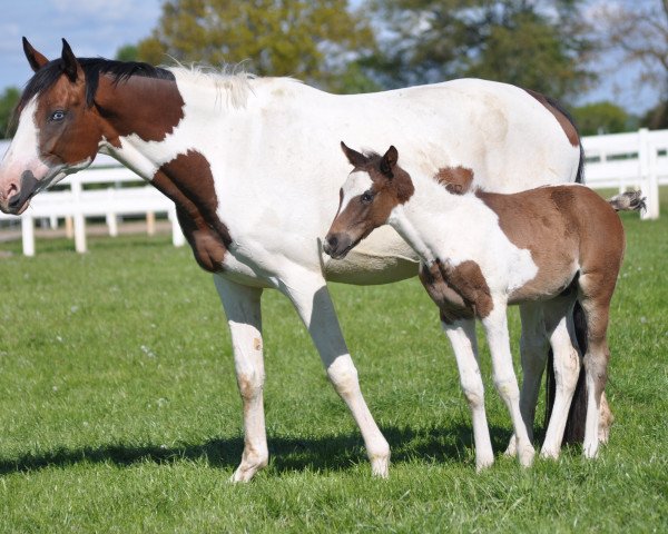 Dressurpferd Camar Don Henley (Trakehner, 2019, von Hibiskus)