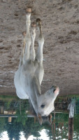 horse Peppino white (German Sport Horse, 2019, from Peppermint Blue)
