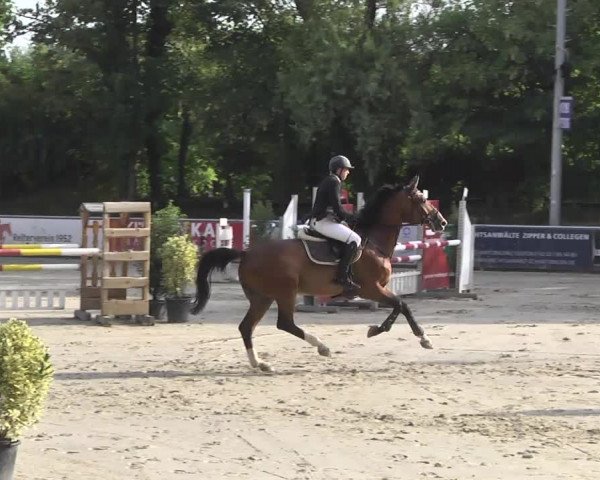 Reitturnier Schwetzingen 2016
