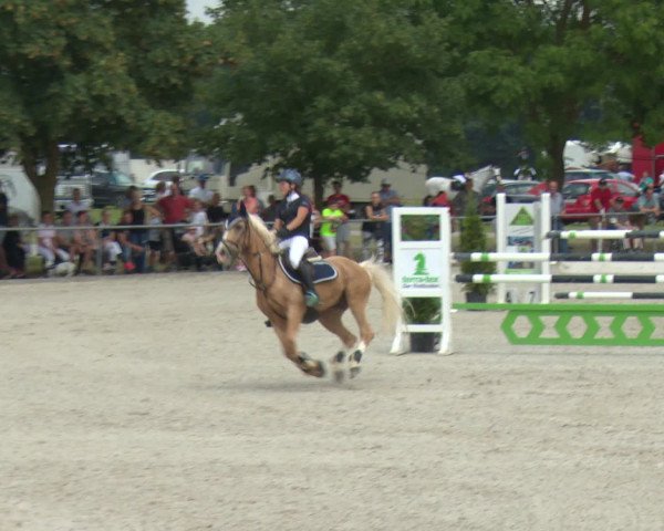 Reitturnier Rot am See-Musdorf 2016