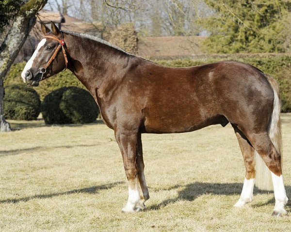 stallion Leon (Freiberger, 2008, from L'Artiste III CH)