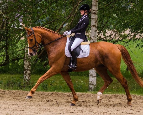 dressage horse Summerside (Hanoverian, 2012, from Stanley)