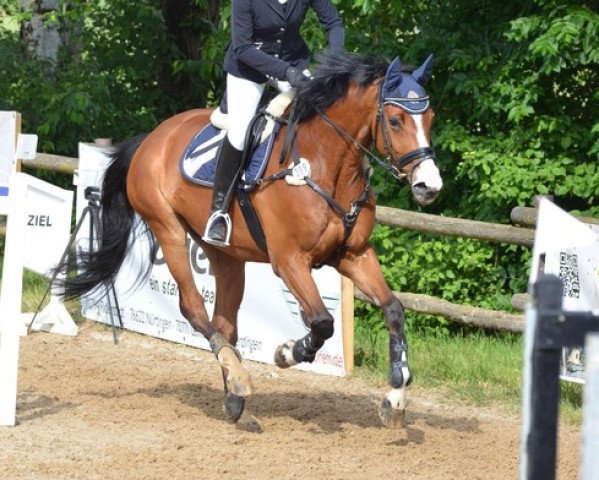 Springpferd Twister 150 (Deutsches Sportpferd, 2008, von Timolino xx) Springpferd Twister 150 (Deutsches Sportpferd, 2008, von Timolino xx)