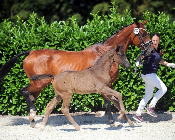 horse Stute von Dark Dressed Man (Oldenburg, 2019, from Dark Dressed Man)