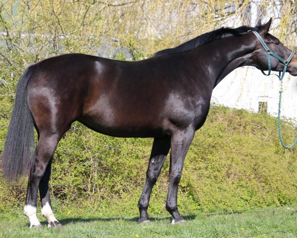broodmare Fleur de Jolie (Oldenburg, 2016, from Foundation 2)