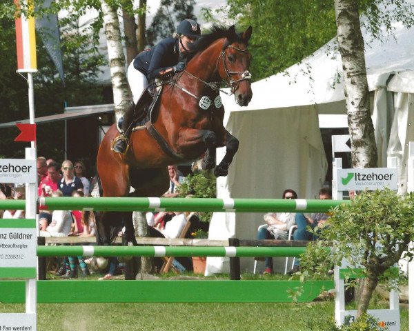 Springpferd Let's go Ritchy (Hannoveraner, 2005, von Laptop)