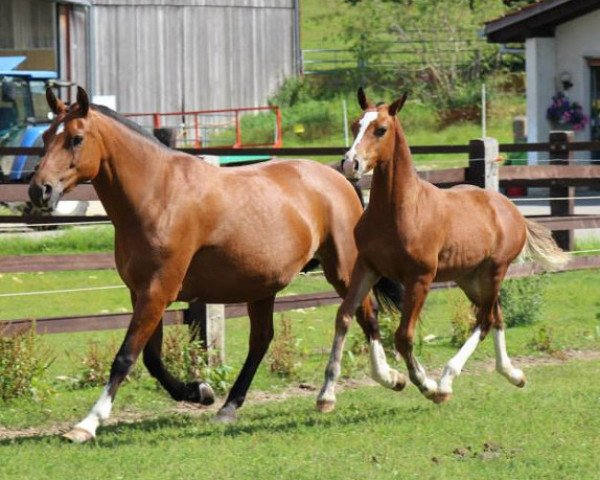 broodmare Djaline du Peupé (Freiberger, 2002, from Noble Coeur)