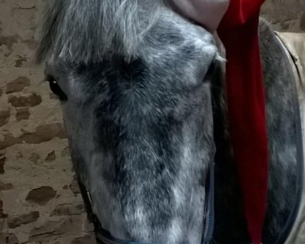 jumper Cantara F (Holsteiner, 2009, from Clinton I)