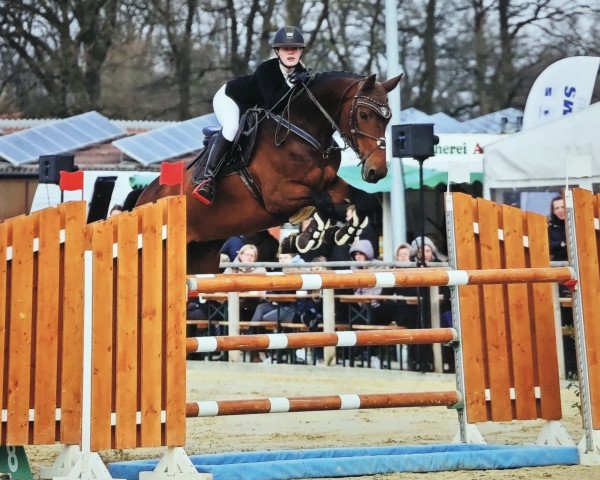 Springpferd Celine 244 (Hannoveraner, 2010, von Cloney)
