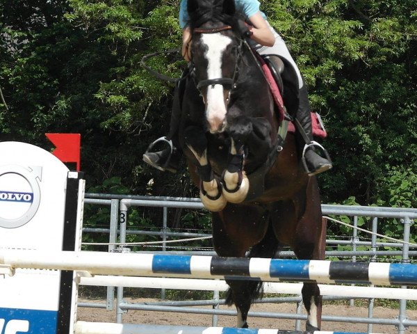 broodmare Tiffi H.O. (Hanoverian, 2008, from Toronto)