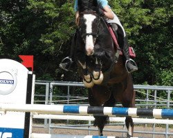 broodmare Tiffi H.O. (Hanoverian, 2008, from Toronto)