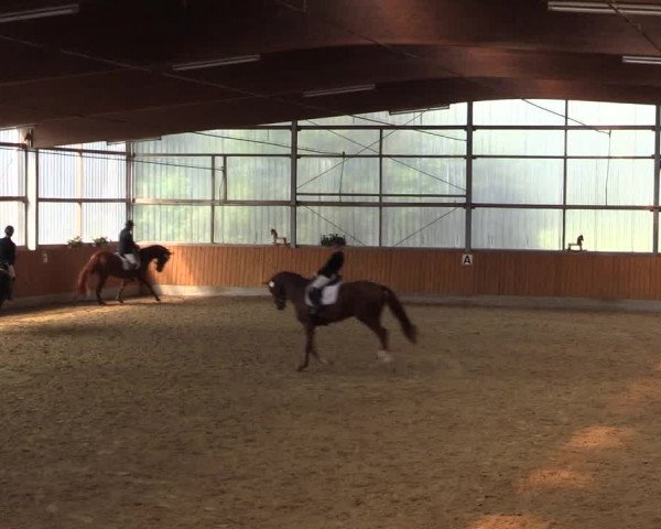 Großes Reit- und Springturnier Herbern 2016