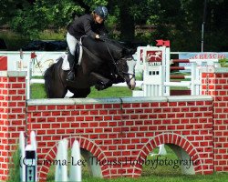 stallion Salitano H.o. (Hanoverian, 2006, from Salito)