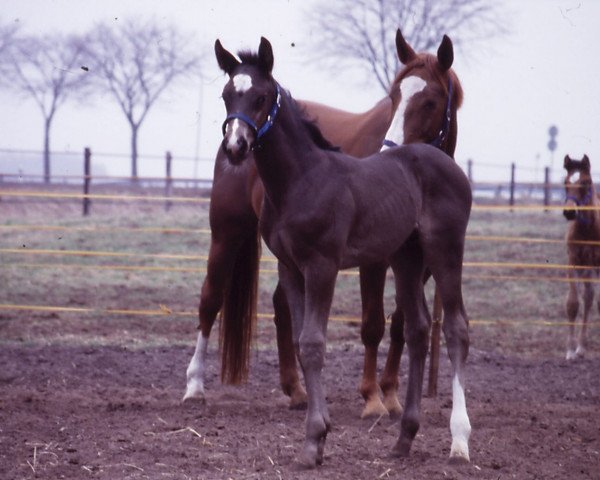 horse Fandango 164 (Oldenburg, 1996, from Feinbrand)