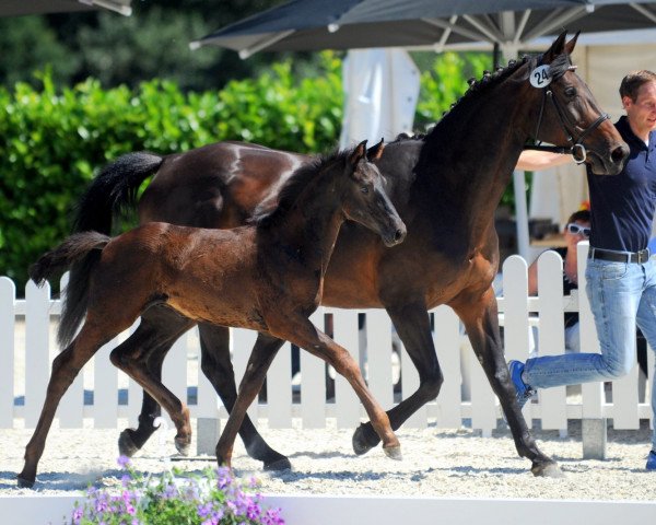 Pferd Filou 2227 (Westfale, 2019, von For Final)