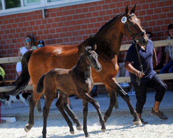 Pferd Stute von Hickstead White (Westfale,  , von HICKSTEAD WHITE)