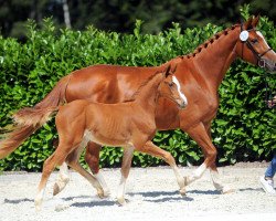 horse Stute von Balinsky (Westphalian, 2019, from Balinsky)