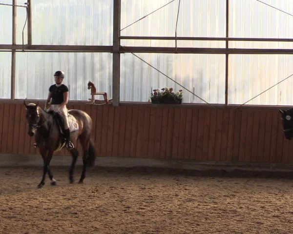 Großes Reit- und Springturnier Herbern 2016