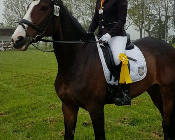 dressage horse Mathilda 13 (Hanoverian, 2004, from Metternich)