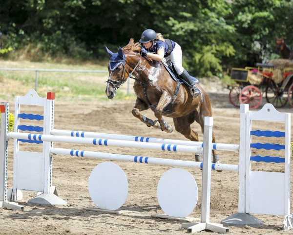 Springpferd Orakel 10 (Oldenburger, 2006, von Orsetto xx)