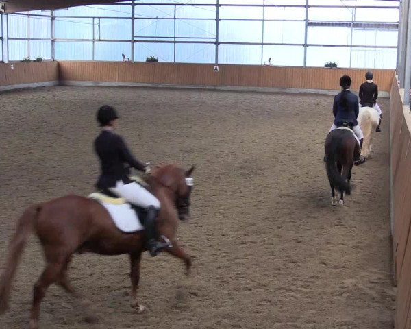 Großes Reit- und Springturnier Herbern 2016