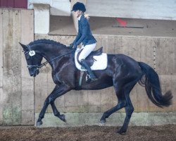 broodmare Fara Cb CH (Swiss Warmblood, 2016, from Finest)