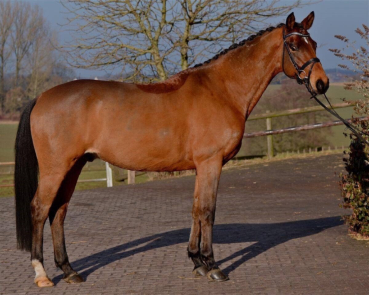 Cheval Adlon Go (Trakehner, 2010, de Karl Lagerfeld)