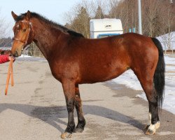 Springpferd Lisse du Peupe CH (Freiberger, 2014, von Don Flavio II CH)
