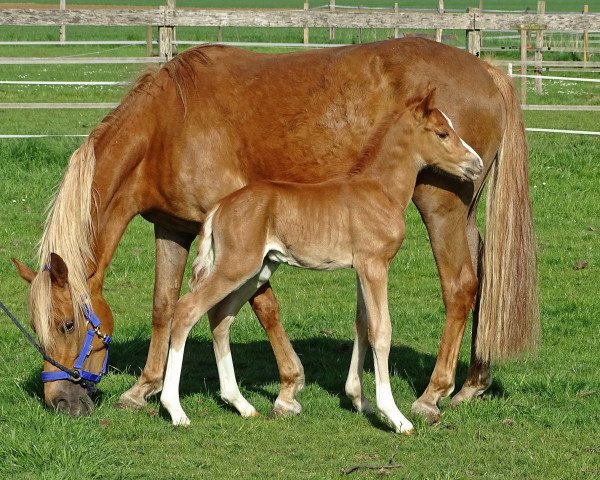 Zuchtstute Deja K (Deutsches Reitpony, 2013, von Donnerwetter)