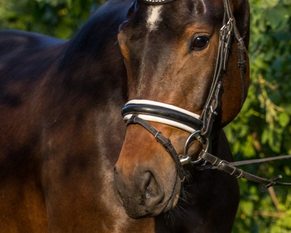 jumper Elly Lou (Hanoverian, 2015, from Earl)