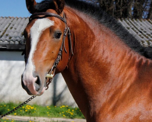 stallion Don Flavio II CH (Freiberger, 2010, from Don Flamingo)