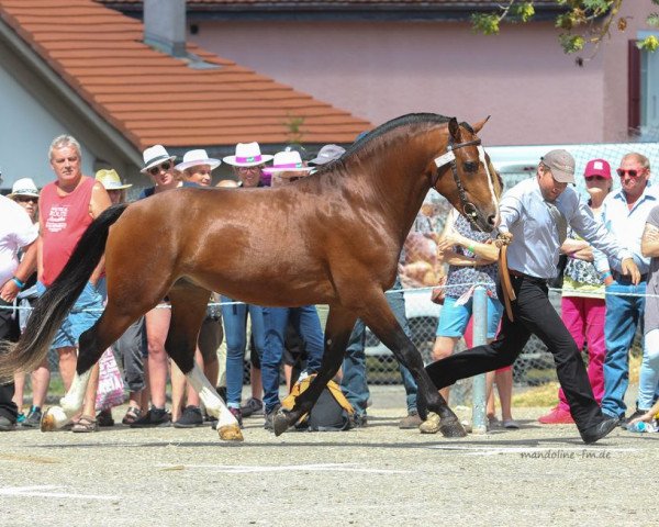 dressage horse Charmant du Peupe CH (Freiberger, 2015, from Crépuscule)